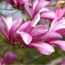 Магнолия Лилиецветная (Magnolia liliiflora)