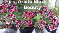 4. Aristo Black Beauty