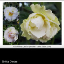 0-028 BriD's Aphrodite