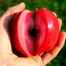 Яблоня Красномясая «Эра» (зимний сорт)