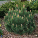 Сосна горная / карликовая Ротундата (Pinus mugo var. Rotundata) 2х летняя