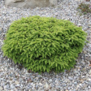 Ялина звичайна «Нідіформіс» (Picea abies 'Nidiformis'), контейнер 1,5, діаметр 15-20см
