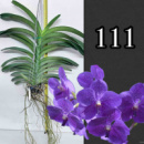 V. Pakchong Blue 'Sathien'