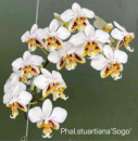 Phal Stuartiana Sogo 1.7 (мох) ПРИЇЗД В ЧЕРВНІ