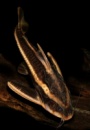 Платидорас полосатый (Platydoras armatulus) 4см