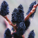 Верба «Gracilistyla Melanostachys»