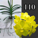 V. Nopporn Gold x Yellow Butterfly No. 117