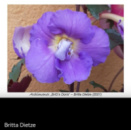 0-044 BriD's Doris