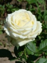 Троянда Аваланж (Avalanche)