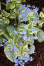 Брунера King’s Ransom (Brunnera macrophylla ‘King’s Ransom’)