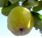 Цидолюс (гибрид Айвы и яблони)