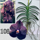 V. Uraiwan Belle, Dark Purple
