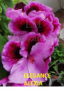 2. ELEGANCE ALEXIA