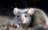 Уничтожаем мышей в Днепропетровске