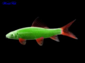 Лабео (GloFish) зеленый