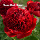 Пион Ред Шарм « Red Charm »
