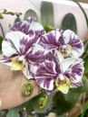 Phal Qwirkle 1.7 (торфстакан)