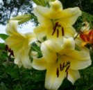 Лілія Manissa (Манісса)