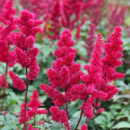 Астільба Fanal