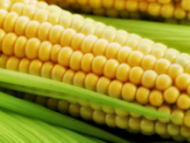 Посівний матеріал кукурудзи