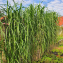 Міскантус гігантський (Miscanthus giganteus)