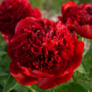 Пион Red Charm (Ред Шарм)