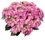 Гортензия крупнолистная Тиффани Пинк (Tiffany Pink)