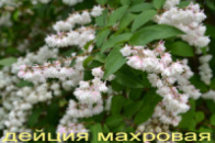 Дейция махровая 3-летка с бутонами