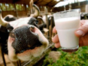 Заменитель цельного молока (50% молочного основания)