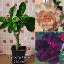 Адениум мультипрививка №13