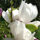 Магнолия Суланжа Белая (Magnolia soulangeana)