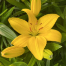 Лілія азіатська низька Tiny Bee