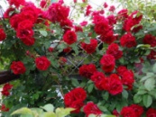 Троянда « Амадеус»