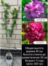 Гибискус древовидный мультипрививка из 2 сортов №25