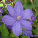 Клематис Mrs. Cholmondeley (Миссис Чолмондели)