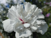 Гибискус древовидный Sunrise, высота 15-20 см