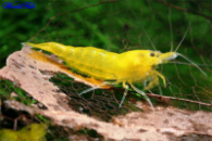 креветка неокардинка желтая (Yellow Neocaridina Shrimp)
