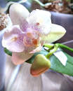 Phal Little Platinum