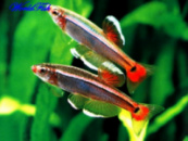 Кардинал (Tanichthys albonubes)