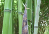 Великий бамбук для зимового саду