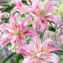 ​Лілія махрова Broken Hearth орієнтальна