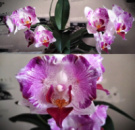 Phal Pink Sunset Girl 1.7 (мох) ПРИЇЗД В ЧЕРВНІ
