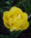 Тюльпан махровий оторочений Exotic Sun (Екзотік Сан)
