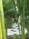 Бамбук Phyllostachys Shanghai 3