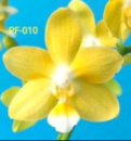 Phal Golden Chips 1.7 (мох) ПРИЇЗД В ЧЕРВНІ