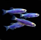 данио GloFish Космический Синий(danio rerio Cosmic Blue) 3-3.5cm