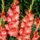 ​Гладіолус Invictus