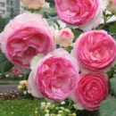 Троянда Eden Rose