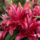 ​Лілія орієнт. махр. Roselily Tabitha