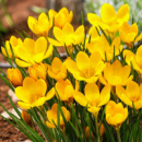 ​Крокус великоквітковий Yellow, упак.3 шт